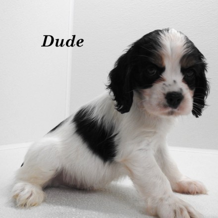 puppy, for, sale, Cockilier, Joe & Cherri  Overlease, dog, breeder, Miller, MO, dog-breeder, puppy-for-sale, forsale, nearby, find, puppyfind, locator, puppylocator, aca